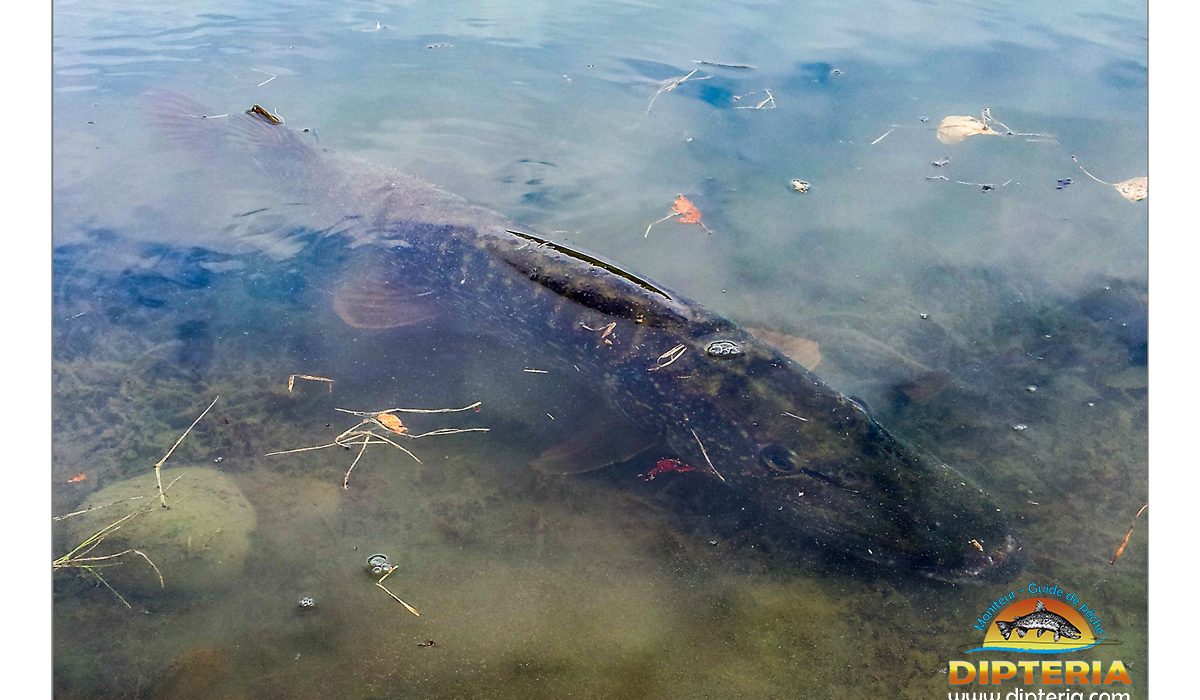 Brochet - - Dipteria guide de pêche