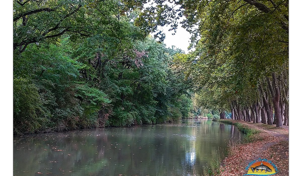 Le canal du midi - Pêche du black bass - - Dipteria guide de pêche