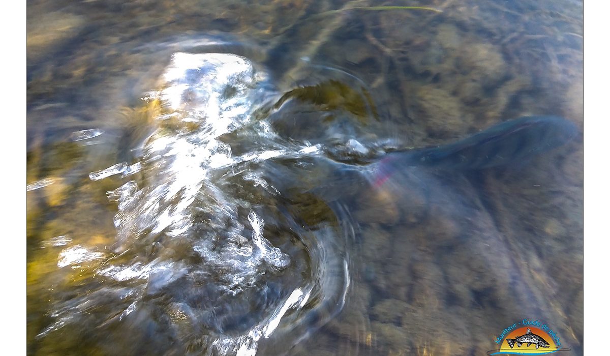 Perche - - Dipteria guide de pêche