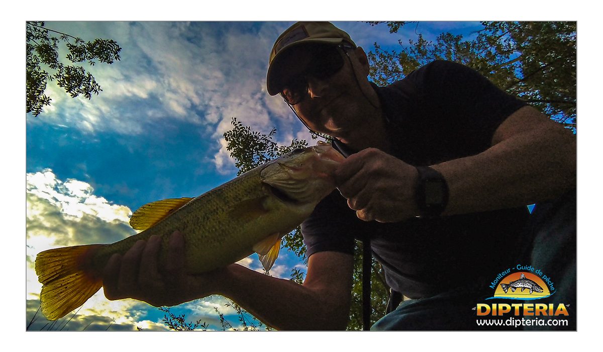Un joli black-bass attrapé à la mouche en eaux closes