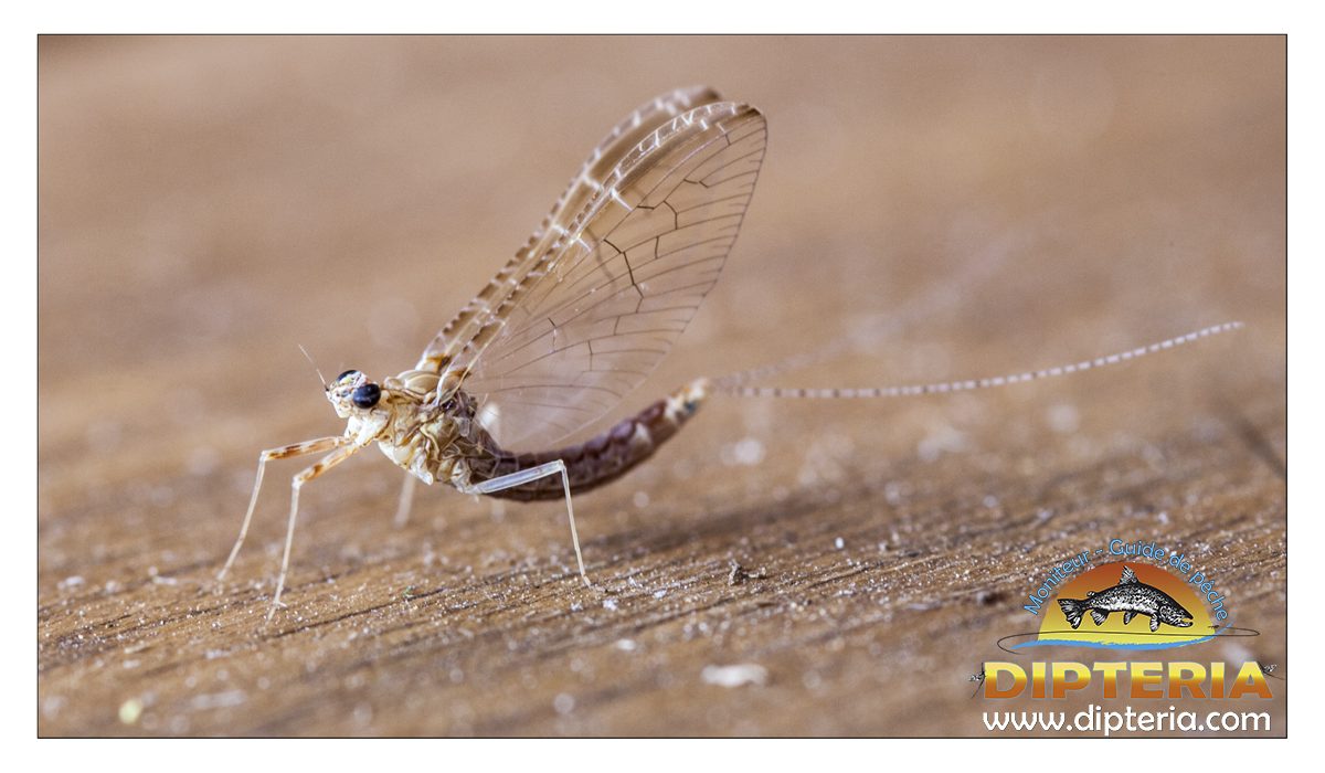 Ephémère - - Dipteria guide de pêche
