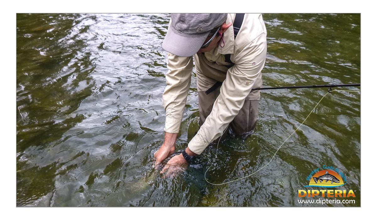 Remise à l'eau - - Dipteria guide de pêche