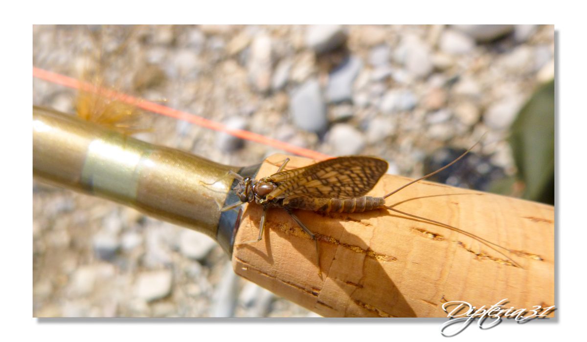 Ephémère - Dipteria guide de pêche