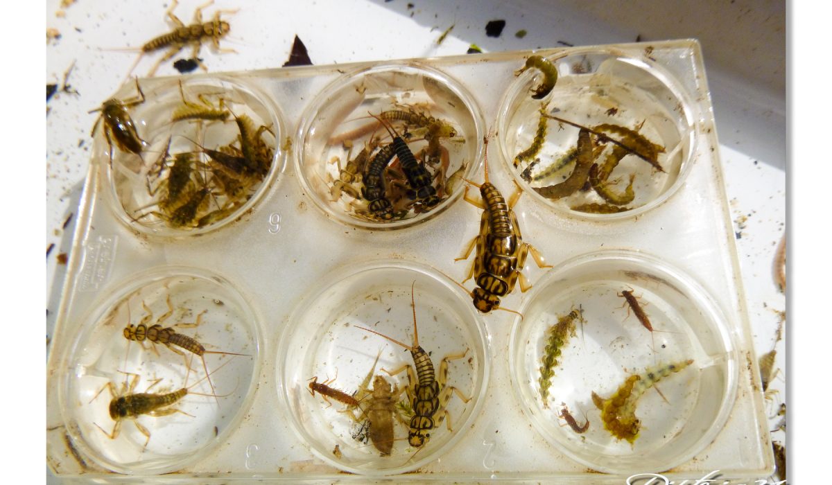 Enthomologie au bord de l'eau - Lancer linéaire - apprentissage client - Dipteria guide de pêche