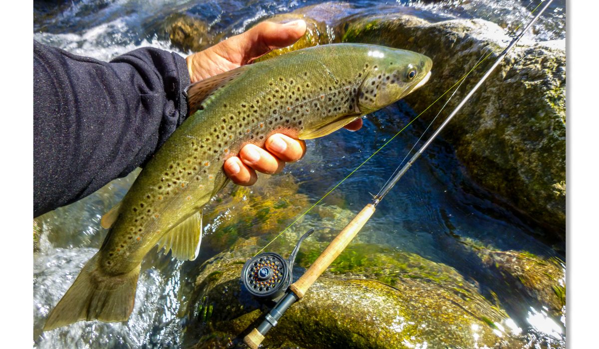 jolie truite - Dipteria guide de pêche