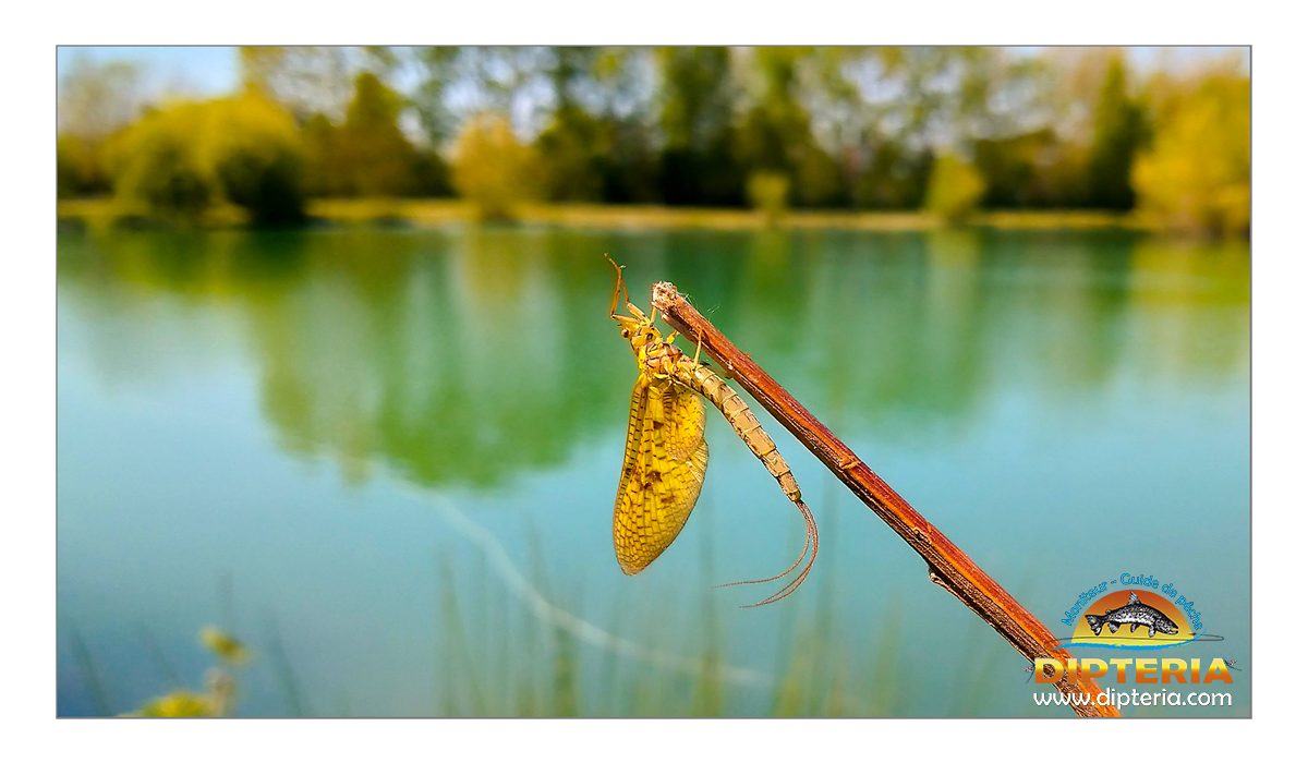 Ephéméra vulgata - Mouche de mai - Dipteria guide de pêche