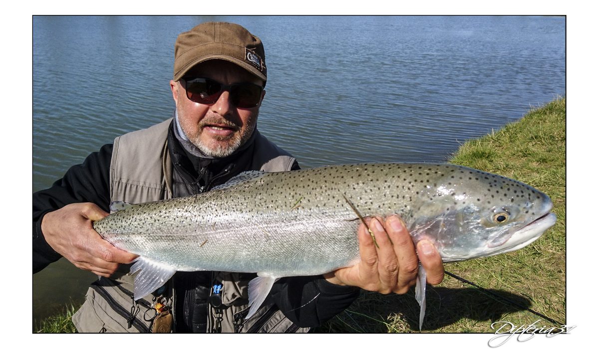 Truite arc en ciel - réservoir -  -  Dipteria guide de pêche