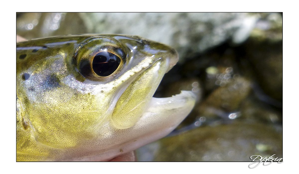 Truite de pyrénées - Dipteria - Guide de pêche