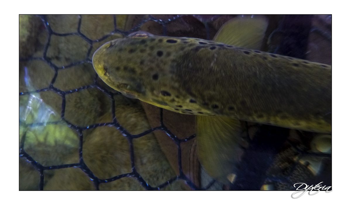 Truite de pyrénées - Dipteria - Guide de pêche