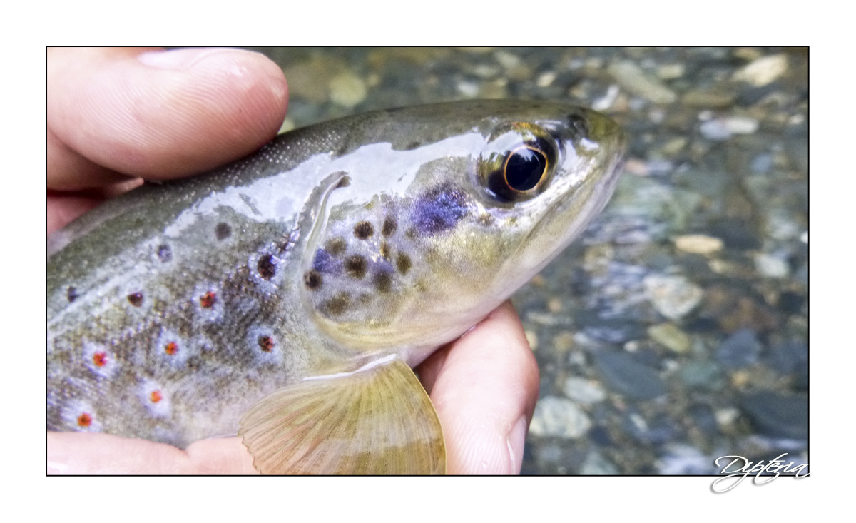 Stage Tenkara Débutant – Initiation à la Pêche Japonaise Traditionnelle – Image 6