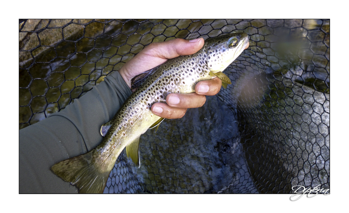 Stage Tenkara Débutant – Initiation à la Pêche Japonaise Traditionnelle – Image 7