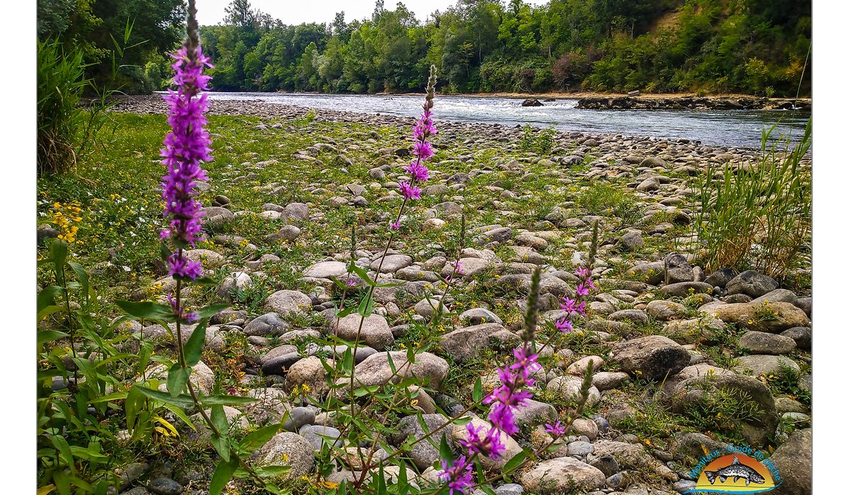 Garonne pres de chez moi - Dipteria guide de pêche
