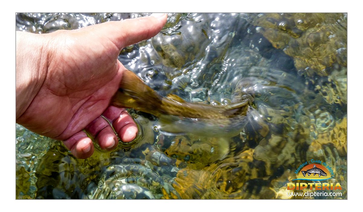 No kill - Dipteria guide de pêche