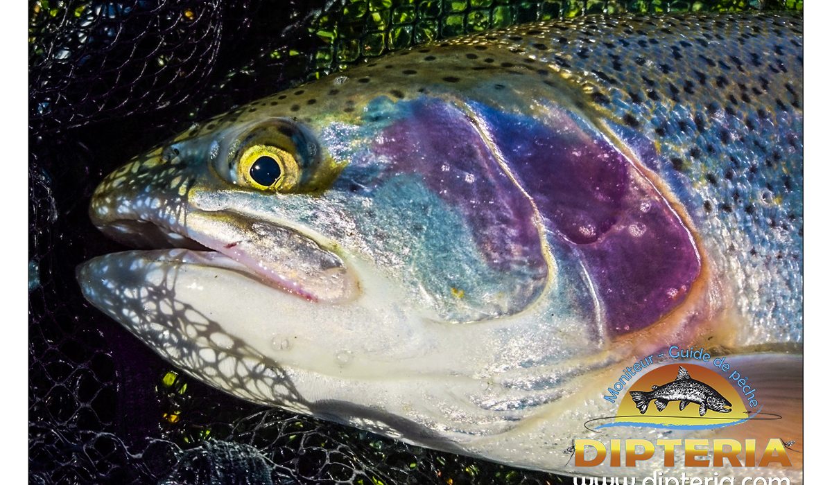 Truite arc en ciel - Réservoir haute garonne Dipteria guide de pêche