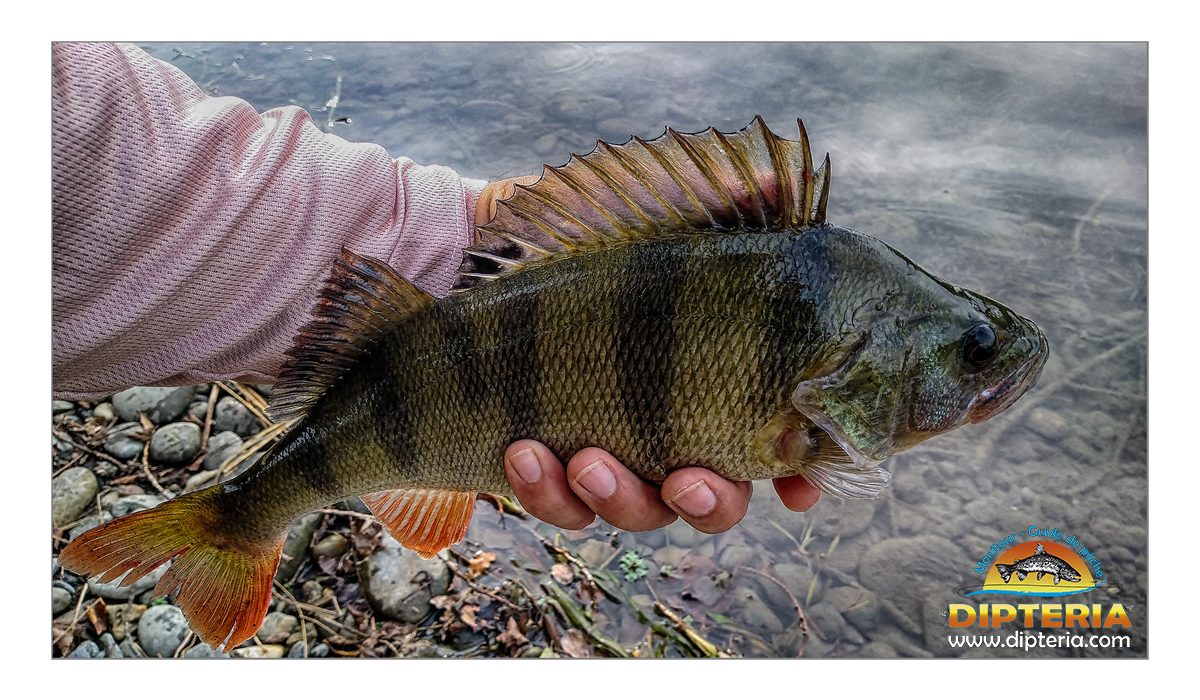 Perche - peche carnassier -  Dipteria guide de pêche