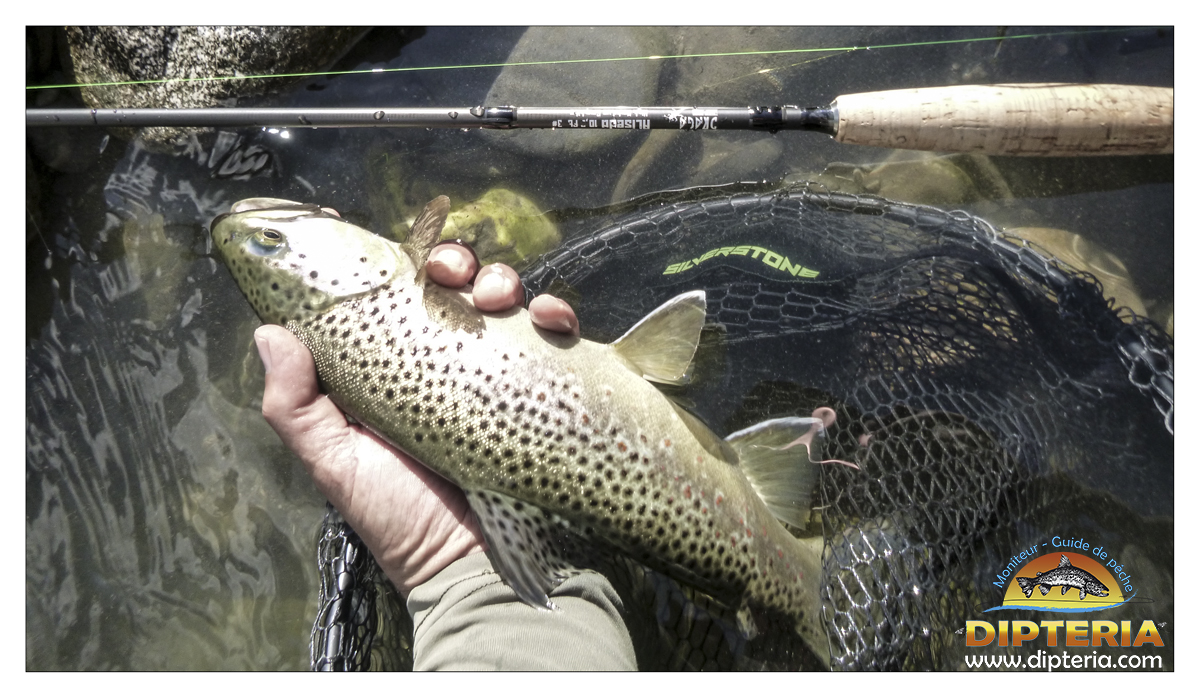 Truite de pyrénées - Dipteria - Guide de pêche