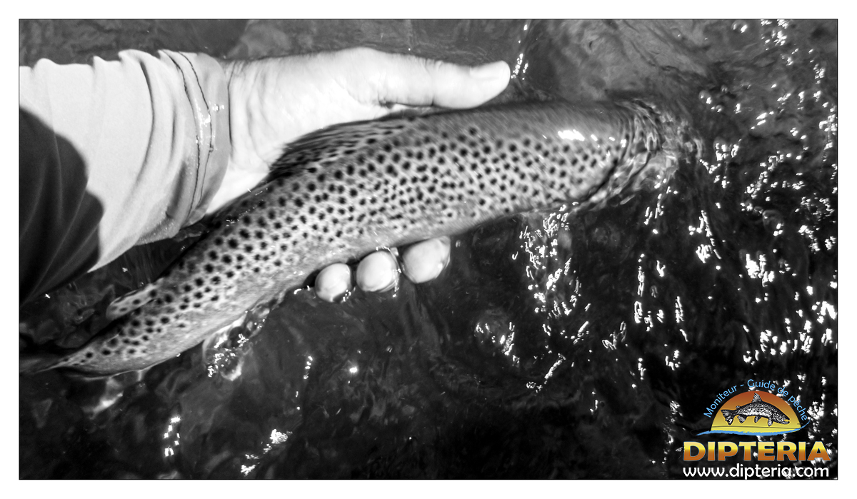 Truite de pyrénées - Dipteria - Guide de pêche