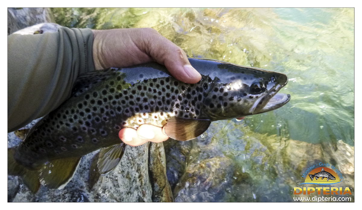 Stage Découverte Pêche à la Mouche – 1 Journée - Guide Expert – Image 7