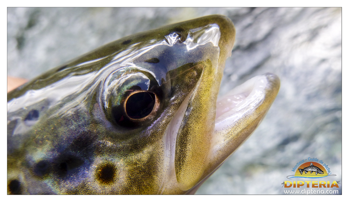 Truite de pyrénées - Dipteria - Guide de pêche