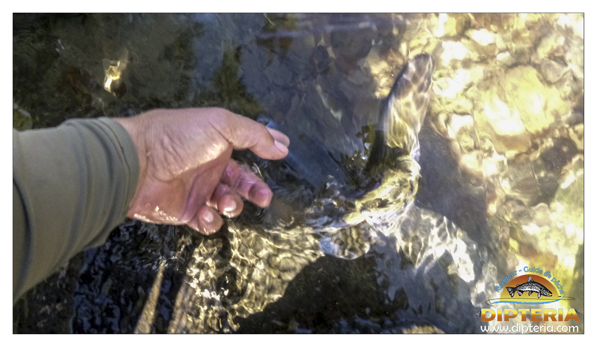 Truite de pyrénées - Dipteria - Guide de pêche