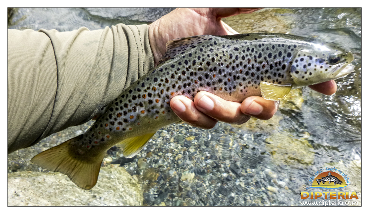 Truite de pyrénées - Dipteria - Guide de pêche