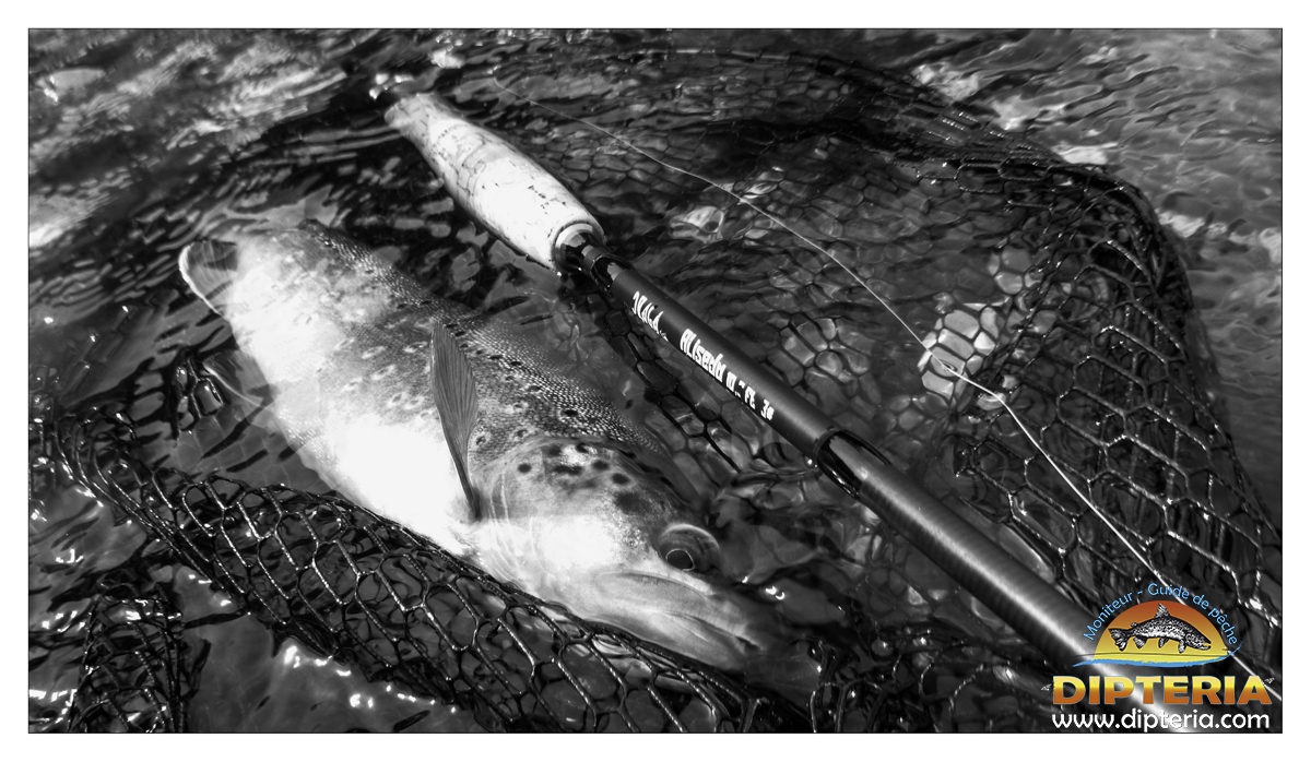 Truite de pyrénées - Dipteria - Guide de pêche