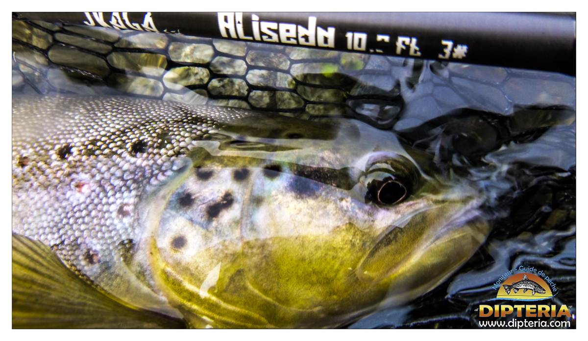 Truite de pyrénées - Dipteria - Guide de pêche