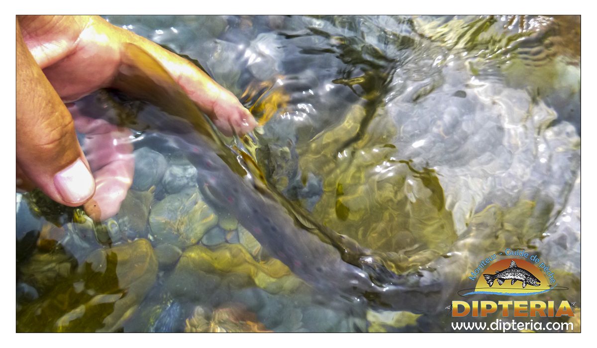 Truite de pyrénées - Dipteria - Guide de pêche
