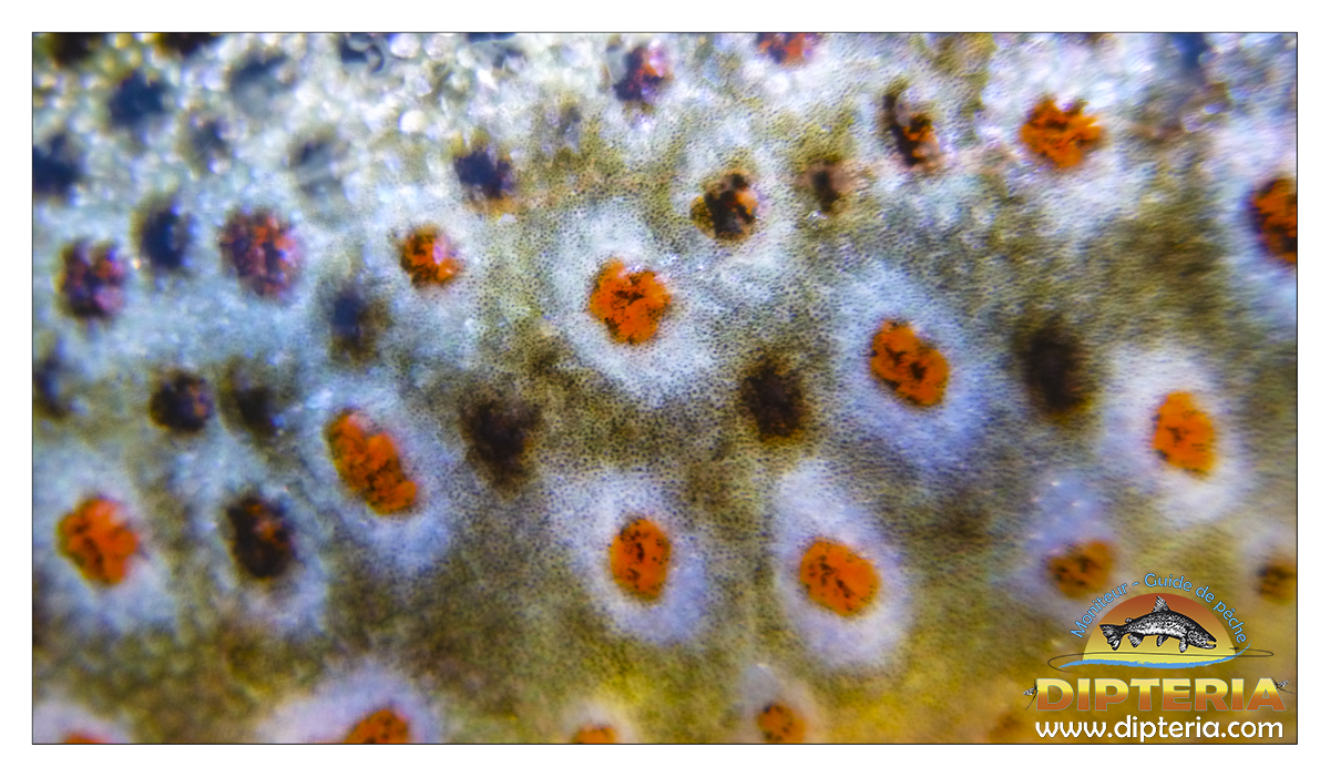 Robe - Truite de pyrénées - Dipteria - Guide de pêche