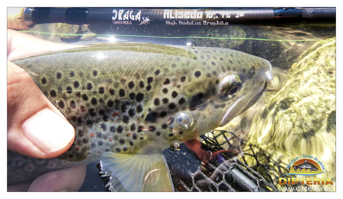 Truite de pyrénées - Dipteria - Guide de pêche
