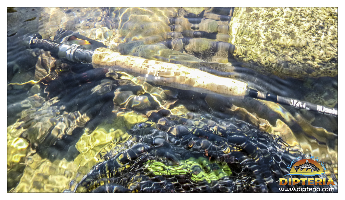 Truite de pyrénées - Dipteria - Guide de pêche