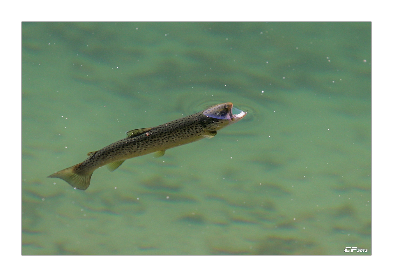 Stage de pêche à la mouche , truite qui gobe | Dipteria guide expert