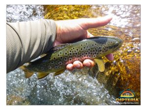 Stage de pêche à la mouche en rivière